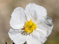 Helianthemum almeriense 8, Saxifraga-Sonja Bouwman  Helianthemum almeriense - Cistaceae familie; Rioja, Retamar, Parque Natural Cabo de Gata-Nijar (Es)