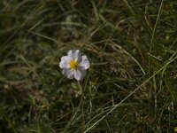 Helianthemum apenninum 30, Saxifraga-Jan Nijendijk