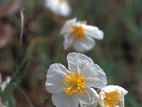 Helianthemum apenninum 32, Saxifraga-Jan van der Straaten
