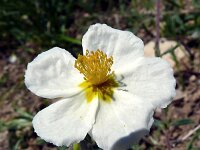Helianthemum apenninum 33, Saxifraga-Hans Grotenhuis