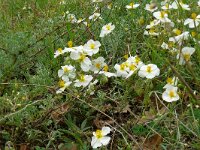 Helianthemum apenninum 34, Saxifraga-Hans Grotenhuis