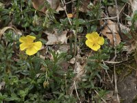 Helianthemum canum 23, Saxifraga-Willem van Kruijsbergen