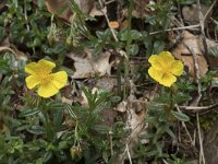 Helianthemum canum 24, Saxifraga-Willem van Kruijsbergen