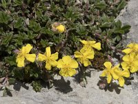 Helianthemum canum 26, Saxifraga-Willem van Kruijsbergen