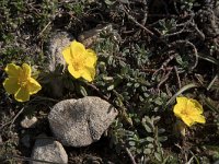 Helianthemum canum 28, Saxifraga-Willem van Kruijsbergen