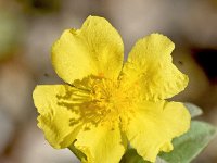 Helianthemum lunulatum 2, Saxifraga-Sonja Bouwman   Helianthemum lunulatum - Cistaceae familie