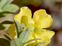 Helianthemum lunulatum 3, Saxifraga-Sonja Bouwman   Helianthemum lunulatum - Cistaceae familie