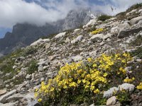 Helianthemum nummularium 58, Saxifraga-Willem van Kruijsbergen