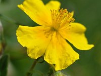 Helianthemum nummularium 63, Geel zonneroosje, Saxifraga-Tom Heijnen