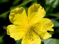 Helianthemum nummularium ssp grandiflorum 56, Saxifraga-Sonja Bouwman  Large-flowered rock-rose - Helianthemum nummularium ssp. grandiflorum - Cistaceae familie; Haute Nendaz, Gemmipas (Zw)