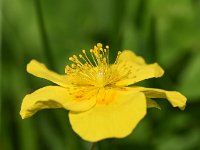 Helianthemum nummularium ssp nummularium 60, Geel zonneroosje, Saxifraga-Sonja Bouwman  613. Geel zonneroosje - Helianthemum nummularium ssp. nummularium - Cistaceae familie (i)