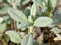 Helianthemum spiculatum