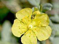 Helianthemum spiculatum 2, Saxifraga-Sonja Bouwman  Helianthemum spiculatum - Cistaceae familie; Laganas (Zakynthos)