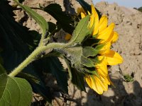 Helianthus annuus 11, Zonnebloem, Saxifraga-Ed Stikvoort