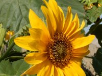 Helianthus annuus 13, Zonnebloem, Saxifraga-Ed Stikvoort