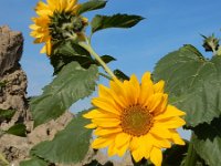 Helianthus annuus 16, Zonnebloem, Saxifraga-Ed Stikvoort