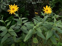 Helianthus x laetiflorus (H. pauciflorus x tuberosus) 3, Stijve zonnebloem, Saxifraga-Ed Stikvoort