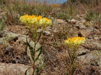 Helichrysum plicatum 3, Saxifraga-Ed Stikvoort