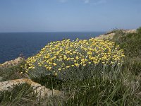 Helichrysum stoechas 40, Saxifraga-Willem van Kruijsbergen