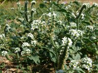 Heliotropium europaeum 16, Europese heliotroop, Saxifraga-Hams Groenhuis