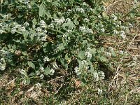 Heliotropium europaeum 17, Europese heliotroop, Saxifraga-Hams Groenhuis
