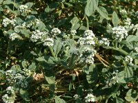 Heliotropium europaeum 18, Europese heliotroop, Saxifraga-Hams Groenhuis