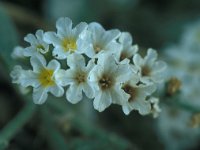 Heliotropium hirsutissimum 2, Saxifraga-Jan van der Straaten