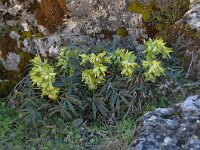 Helleborus foetidus 40, Stinkend nieskruid, Saxifraga-Harry Jans