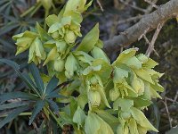 Helleborus foetidus 41, Stinkend nieskruid, Saxifraga-Harry Jans