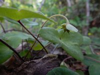 Hepatica nobilis 43, Leverbloempje, Saxifraga-Ed Stikvoort