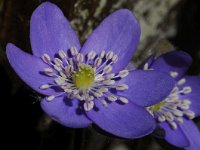 Hepatica nobilis 45, Leverbloempje, Saxifraga-Luuk Vermeer