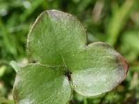 Hepatica nobilis 47, Leverbloempje, Saxifraga-Sonja Bouwman  997. Leverbloempje - Hepatica nobilis - Ranunculaceae familie (zw)