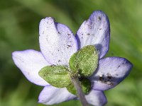 Hepatica nobilis 48, Leverbloempje, Saxifraga-Sonja Bouwman  Leverbloempje