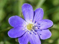 Hepatica nobilis 51, Leverbloempje, Saxifraga-Sonja Bouwman  997. Leverbloempje - Hepatica nobilis - Ranunculaceae familie (zw)