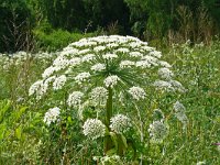 Heracleum sosnowskyi