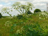 Heracleum sosnowskyi 2, Saxifraga-Hans Grotenhuis