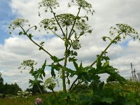 Heracleum sosnowskyi 3, Saxifraga-Hans Grotenhuis