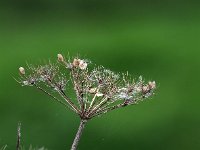 Heracleum sphondylium 62, Gewone berenklauw, Saxifraga-Hans Dekker