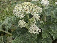 Heracleum sphondylium 64, Gewone berenklauw, Saxifraga-Willem van Kruijsbergen