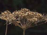 Heracleum sphondylium 71, Gewone berenklauw, Saxifraga-Jan van der Straaten