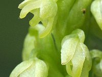 Herminium monorchis 23, Honingorchis, Saxifraga-Hans Dekker