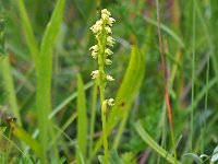 Herminium monorchis 25, Honingorchis, Saxifraga-Hans Dekker