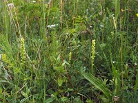 Herminium monorchis 29, Honingorchis, Saxifraga-Hans Dekker