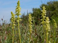 Herminium monorchis 35, Honingorchis, Saxifraga-Ed Stikvoort