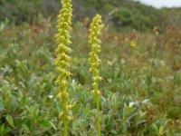 Herminium monorchis 37, Honingorchis, Saxifraga-Ed Stikvoort