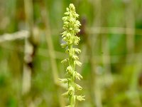 Herminium monorchis 41, Honingorchis, Saxifraga-Sonja Bouwman  1035. Honingorchis - Herminium monorchis - Orchidaceae familie (i) Kennemermeer (IJmuiden)