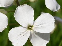 Hesperis matronalis 25, Damastbloem, Saxifraga-Sonja Bouwman  860. Damastbloem - Hesperis matronalis - Brassicaceae familie (i)