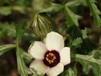 Hibiscus trionum, Flower Of An Hour