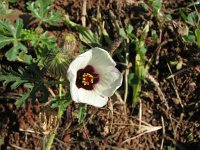 Hibiscus trionum 2, Drie-urenbloem, Saxifraga-Jasenka Topic