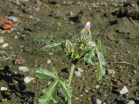 Hibiscus trionum 3, Drie-urenbloem, Saxifraga-Rutger Barendse